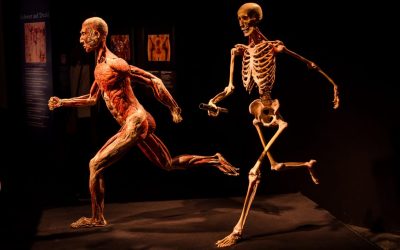 Blog 12 Körperwelten Stuttgart