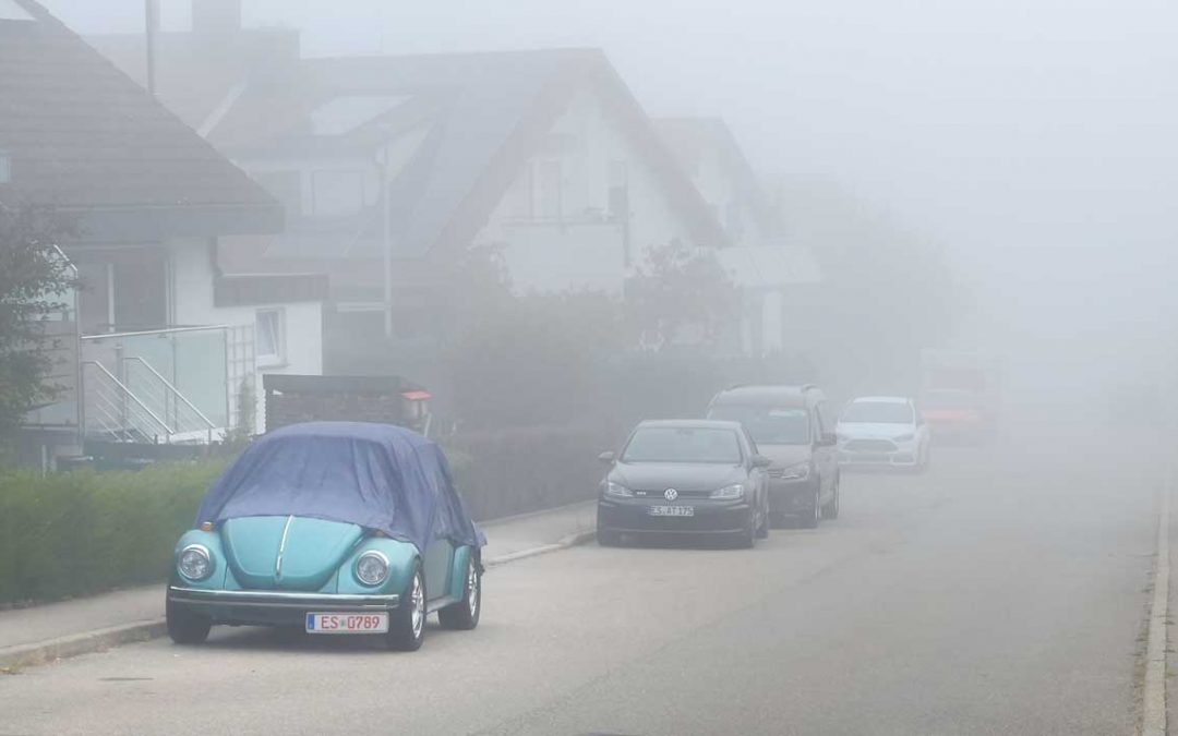 Käfer im Nebel